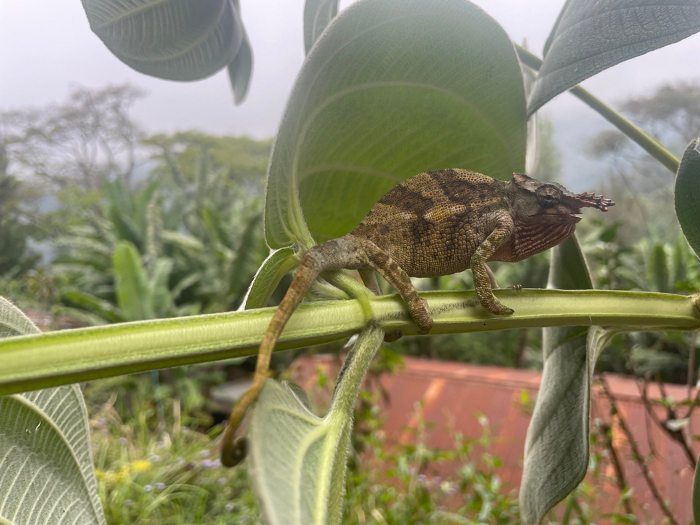 Materuni Waterfalls & Coffee Tour 4